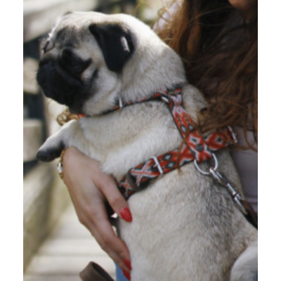 HARNAIS POUR CHIEN - MAZUNTE