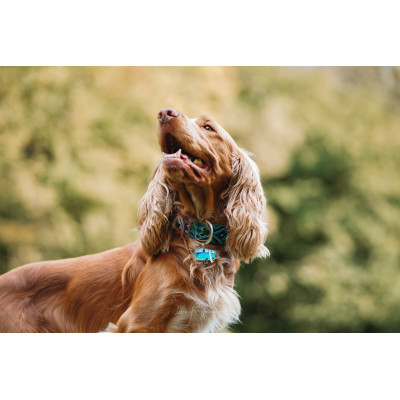 Médaille vanlife pour chien