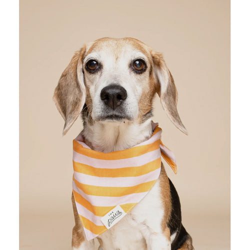 Bandana - Ligné orange - photo 2