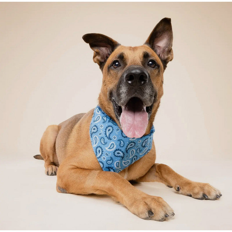 Bandana - Motif cachemire bleu - photo 2