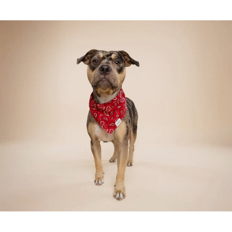 Bandana - Motif cachemire rouge - photo 2