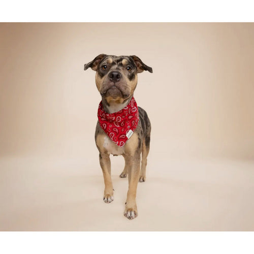 Bandana - Motif cachemire rouge - photo 2