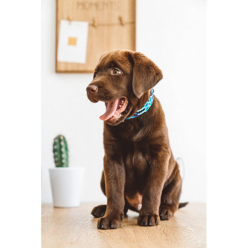 Collier - Bacalar - photo 4