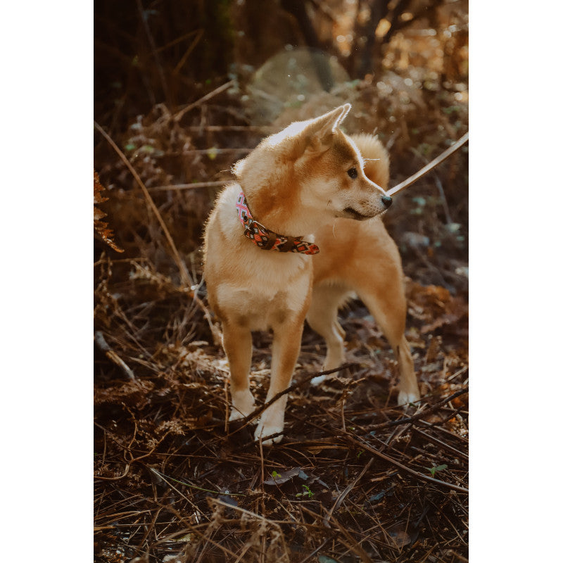 Collier - Campêche - photo 2