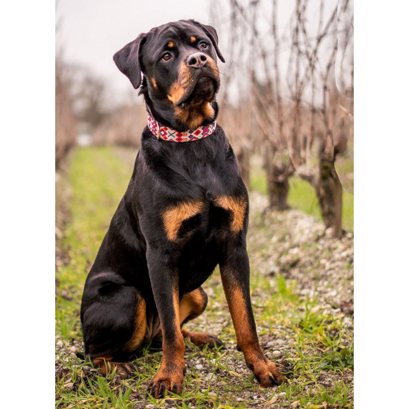 Collier - Cancun - photo 2