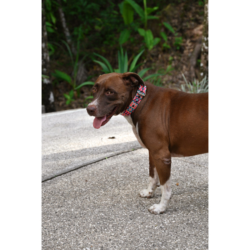 Collier - Loreto - photo 3