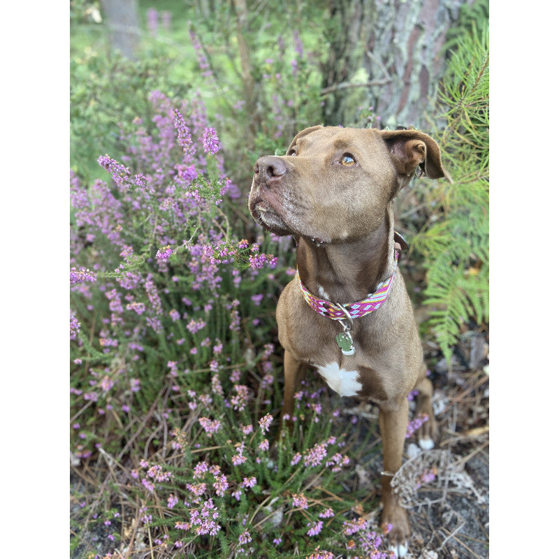 Collier - Pachuca - photo 2