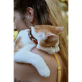 Collier chat - Rio lagartos