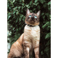 Collier chat - Holbox