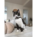 Collier chat - Sayulita