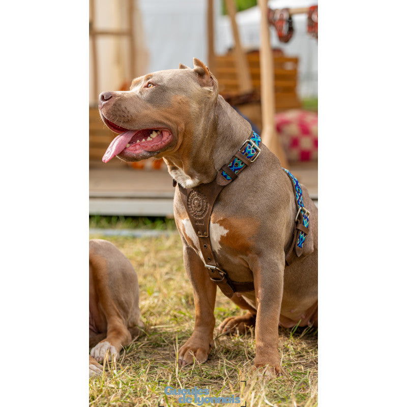 Harnais - Bacalar - photo 3