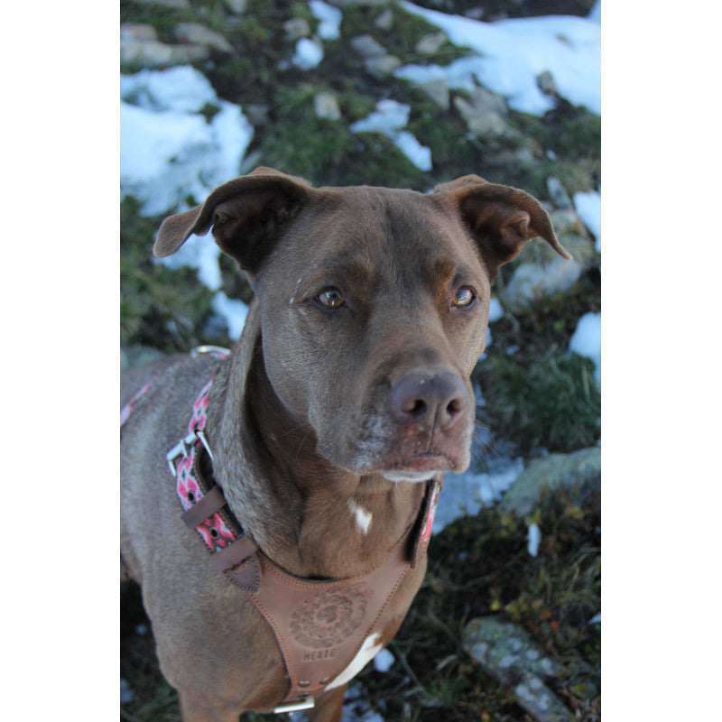 Harnais - Campêche - photo 3