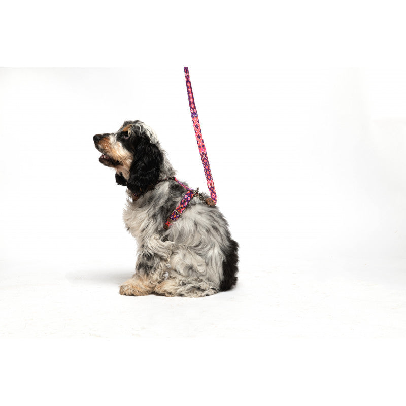 Harnais - Rio Lagartos - photo 3