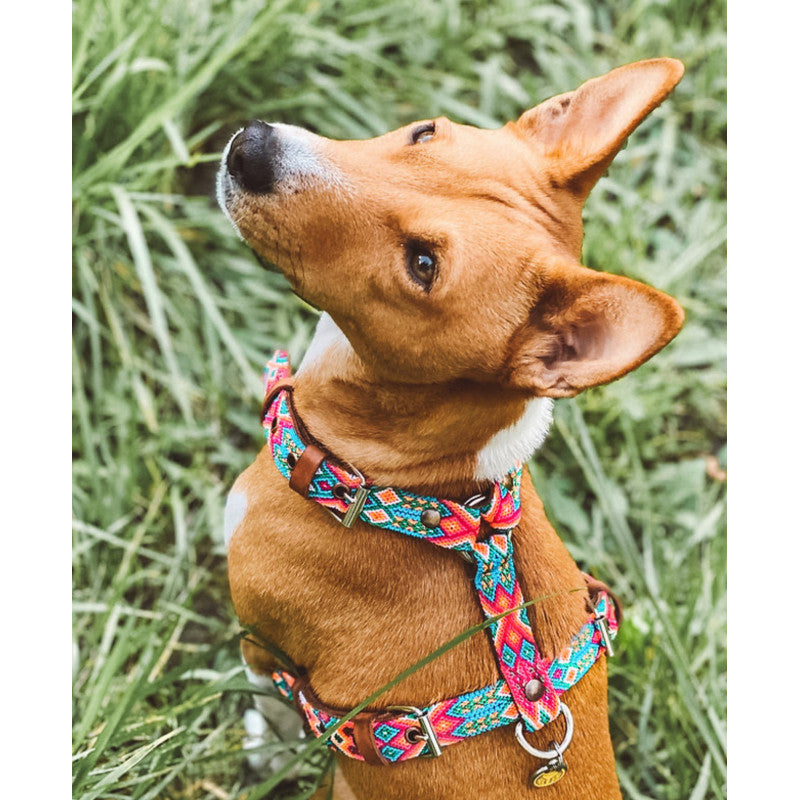 Harnais - Loreto - photo 4