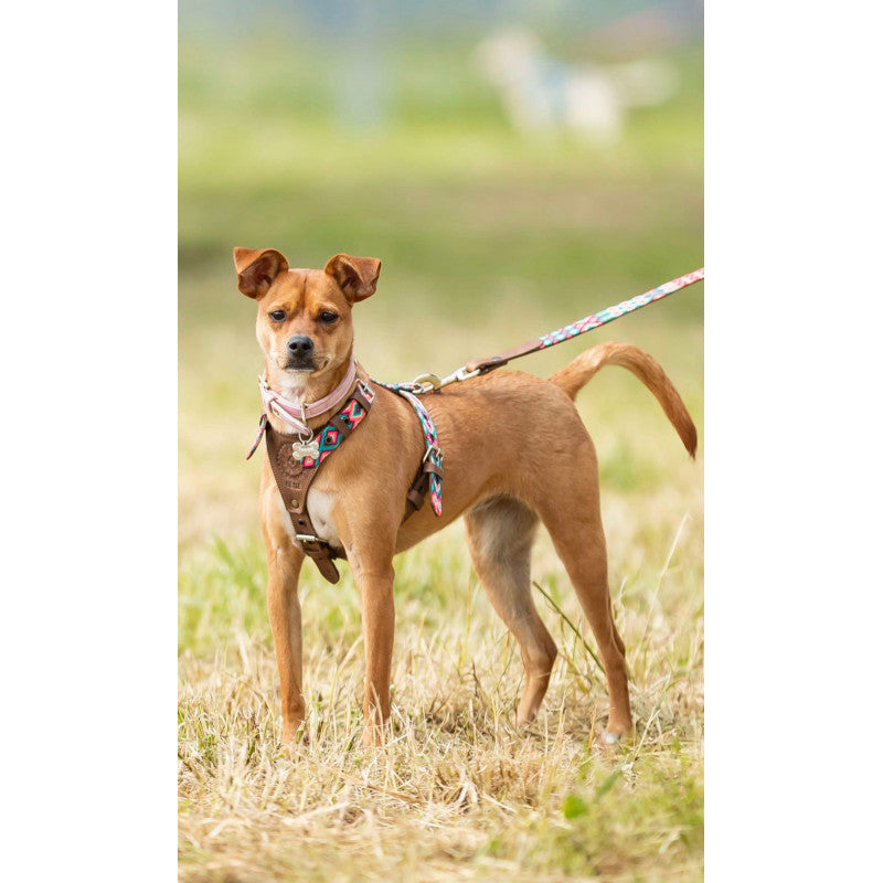 Harnais - Loreto - photo 2