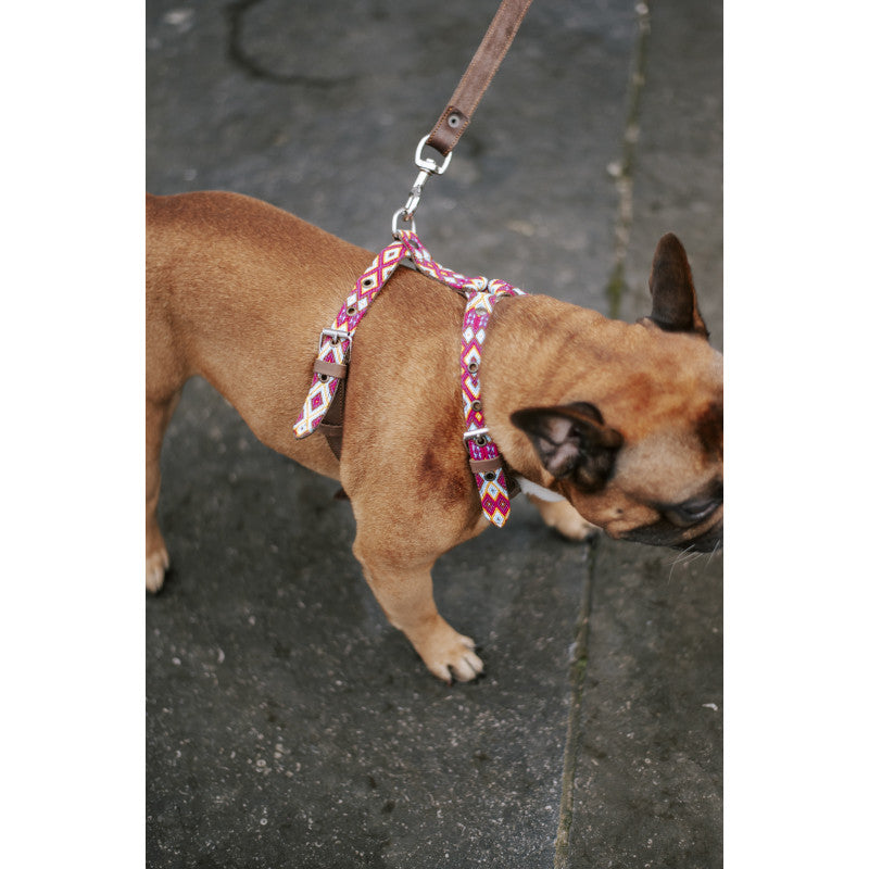 Harnais - Pachuca - photo 3