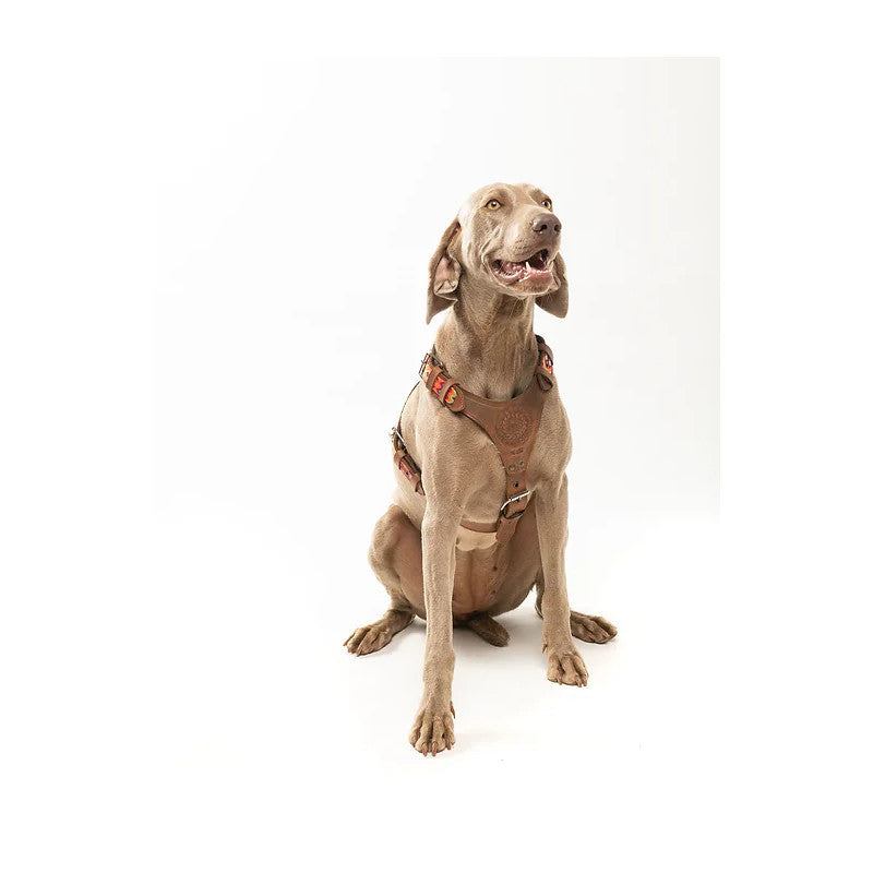 Harnais - Todos Santos - photo 2