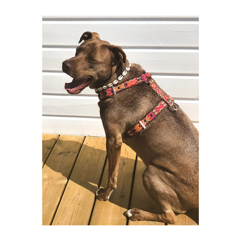 Harnais - Todos Santos - photo 4