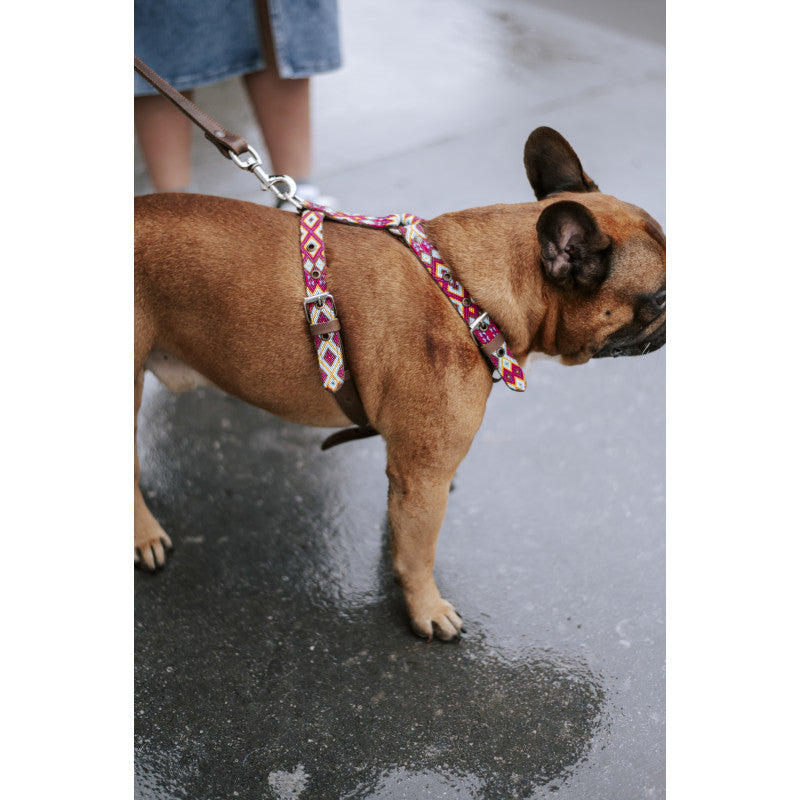 Harnais - Pachuca - photo 2