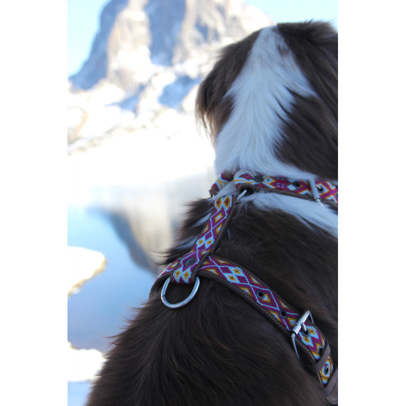 Harnais - Pachuca - photo 4