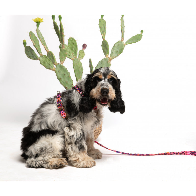 Harnais - Rio Lagartos - photo 2