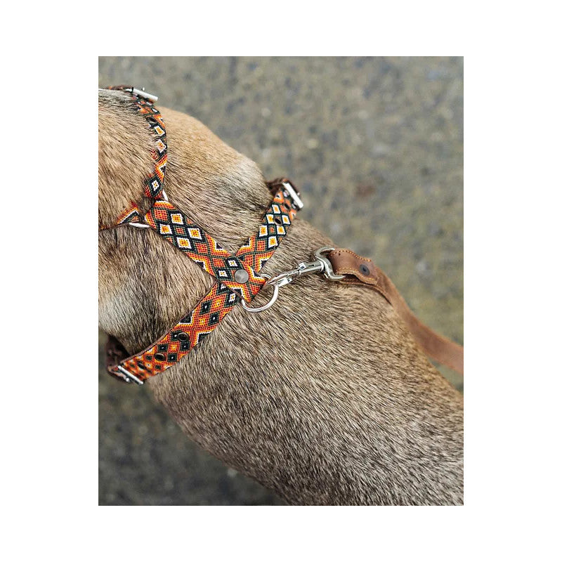 Harnais - Guanajuato - photo 3