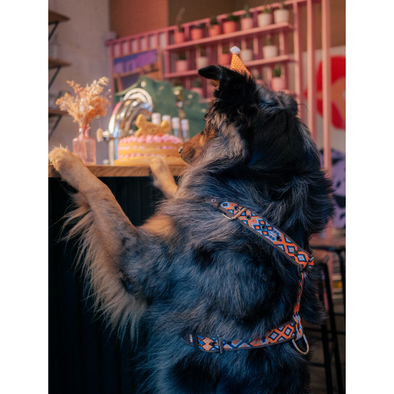 Harnais - Acapulco - photo 2