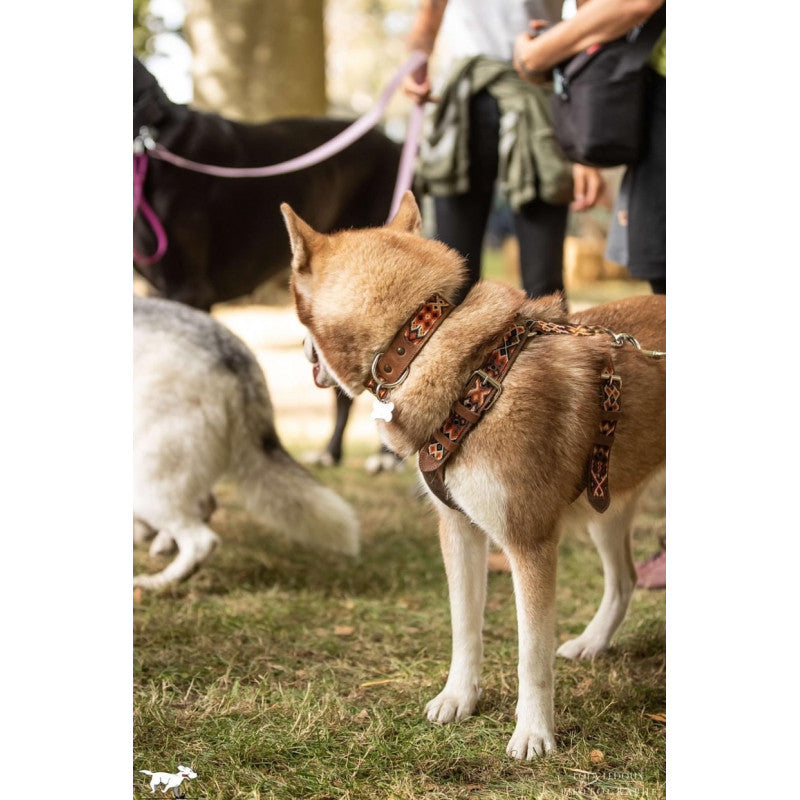Harnais - Guanajuato - photo 2