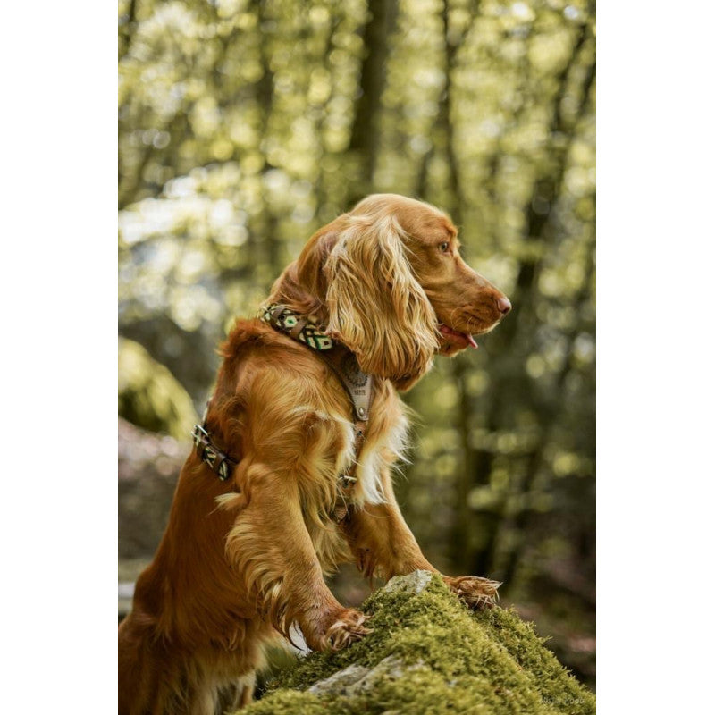 Harnais - Palenque - photo 4