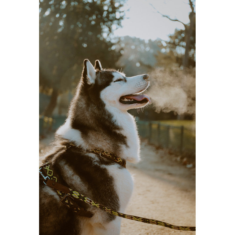 Harnais - Palenque - photo 2