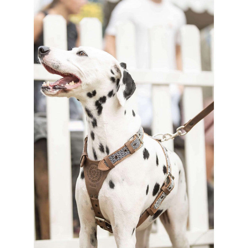 Harnais - Puebla - photo 2