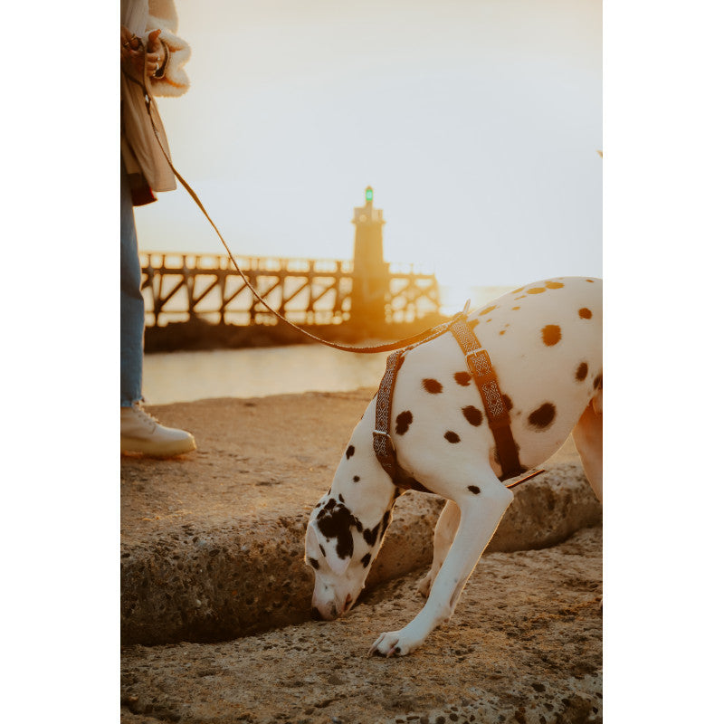 Harnais - Puebla - photo 4