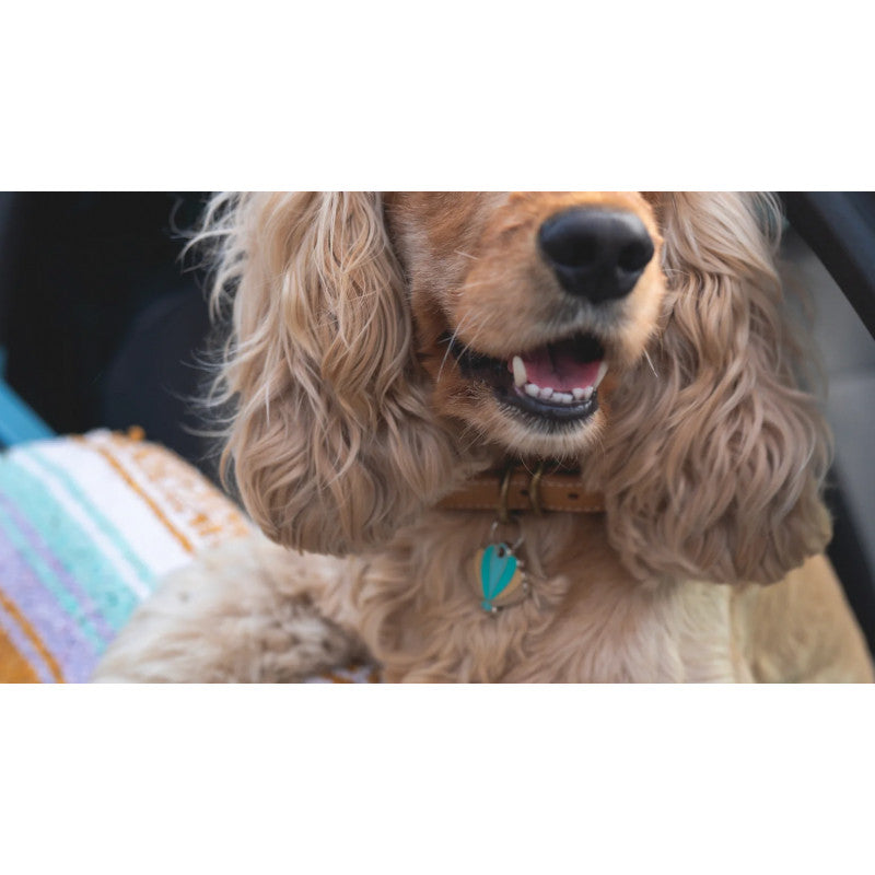 Médaille coquillage pour chien - photo 4