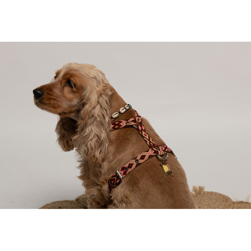 Médaille tacos pour chien - photo 3